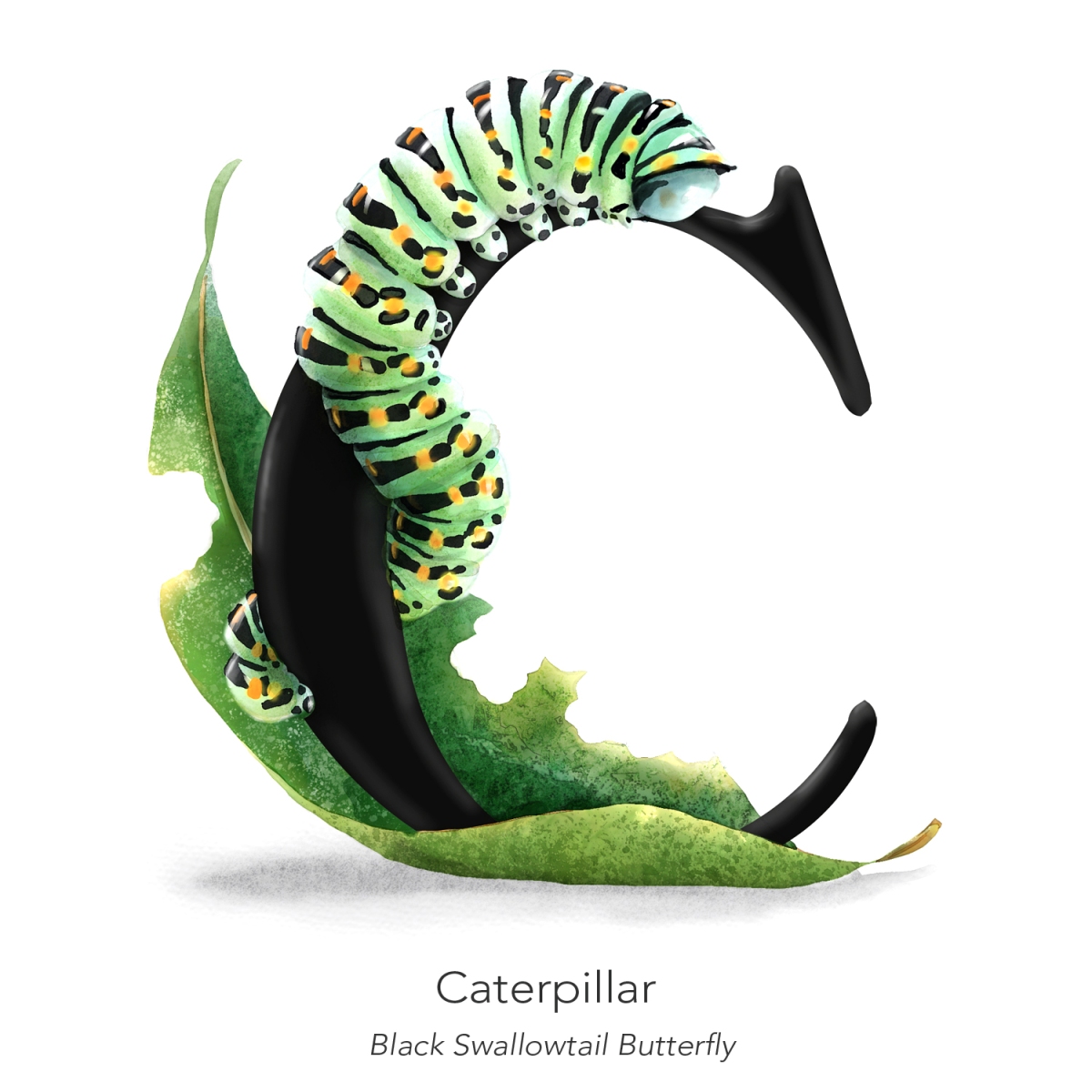 Illustration – “C” is for Caterpillar & …