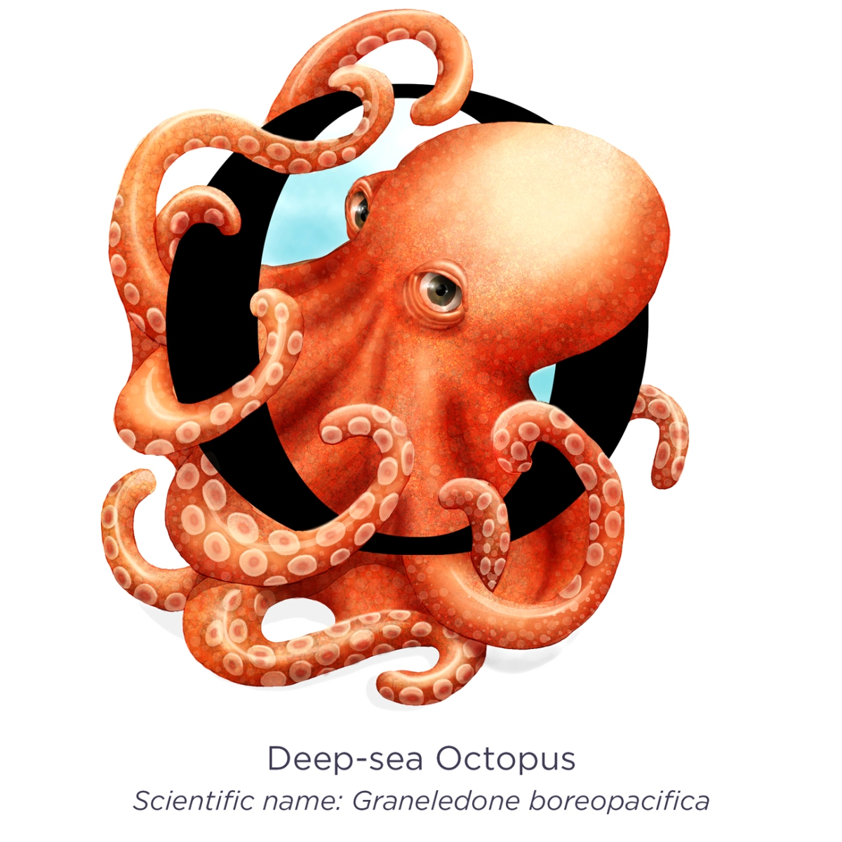 Illustration – “O” is for Octopus.